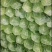 河北省保定清苑县甘蓝菜大量有货