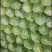 河北省保定清苑县甘蓝菜大量有货