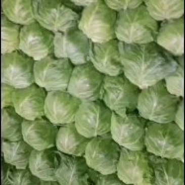 河北省保定清苑县甘蓝菜大量有货
