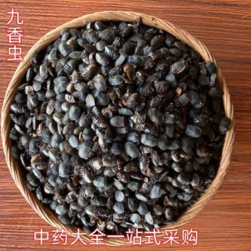四川九香虫小个九香虫新货散装统货中药材批发大量批发各种规