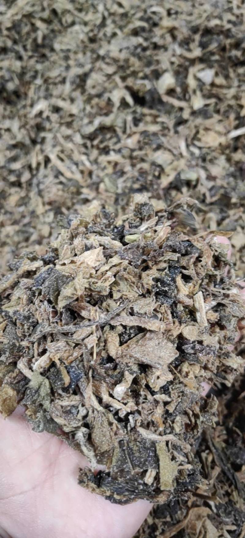 【牛商精选】伊钢健优质梅干菜，切碎，全年有货，量大从优。