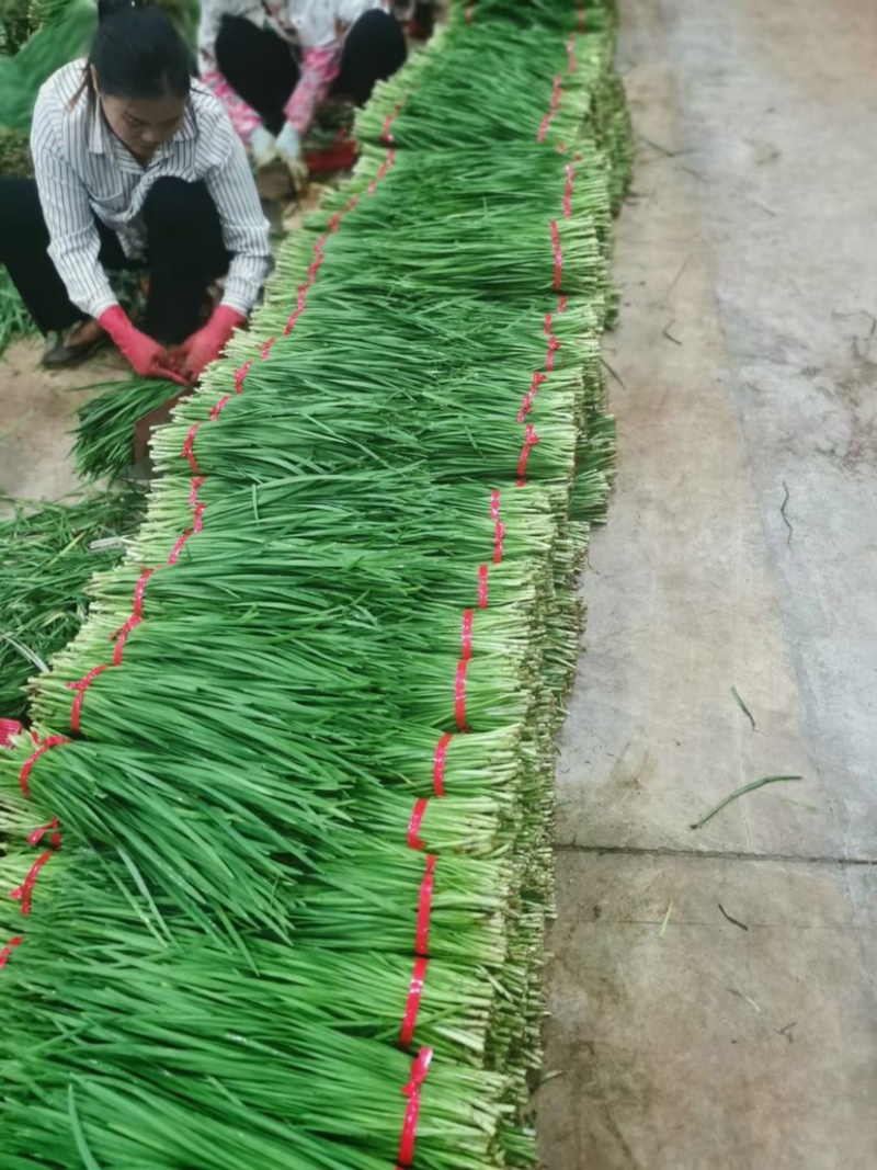 广东徐闻韭菜，新鲜现割二茬，三茬，大量货源。
