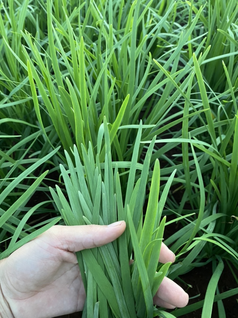 广东徐闻韭菜，新鲜现割二茬，三茬，大量货源。