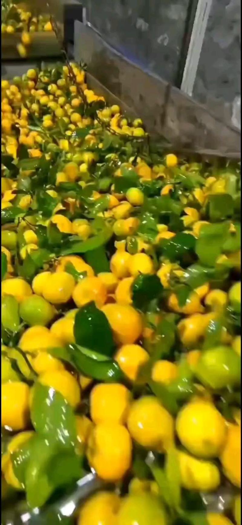 湖北高山蜜橘，原产地发货，量大优惠，欢迎新老客户前来合作