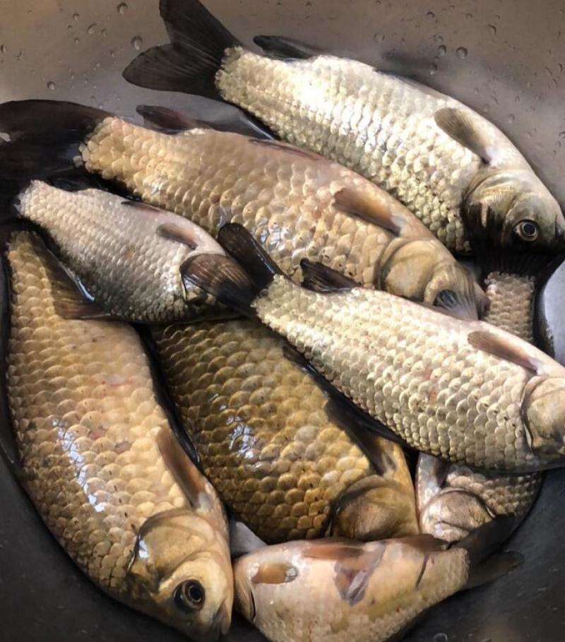 出售鲫鱼，小白条。