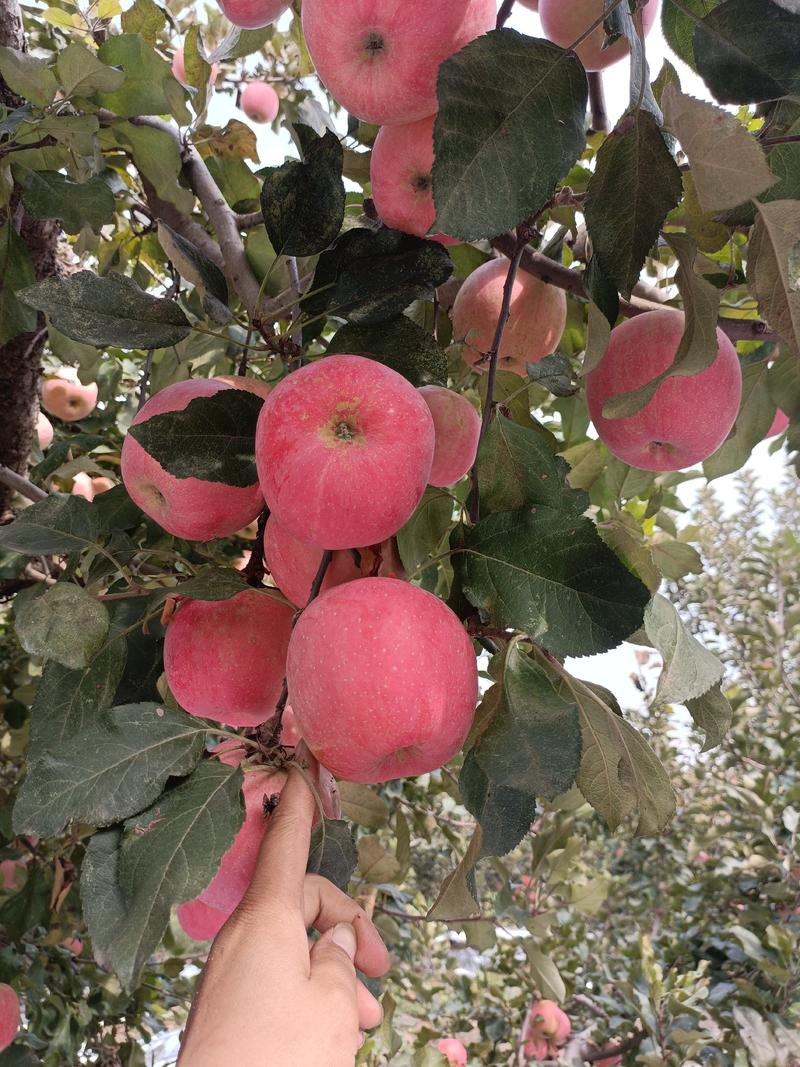 河北本地冰糖心红富士苹果，纸加膜，纸袋，适合电商，超市