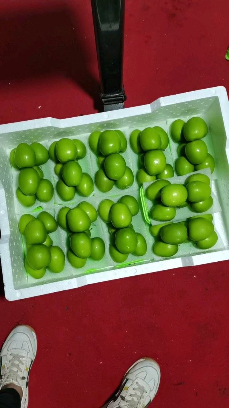 云南，青枣元谋，十合一，果亮，果绿，脆甜，产地一手直供
