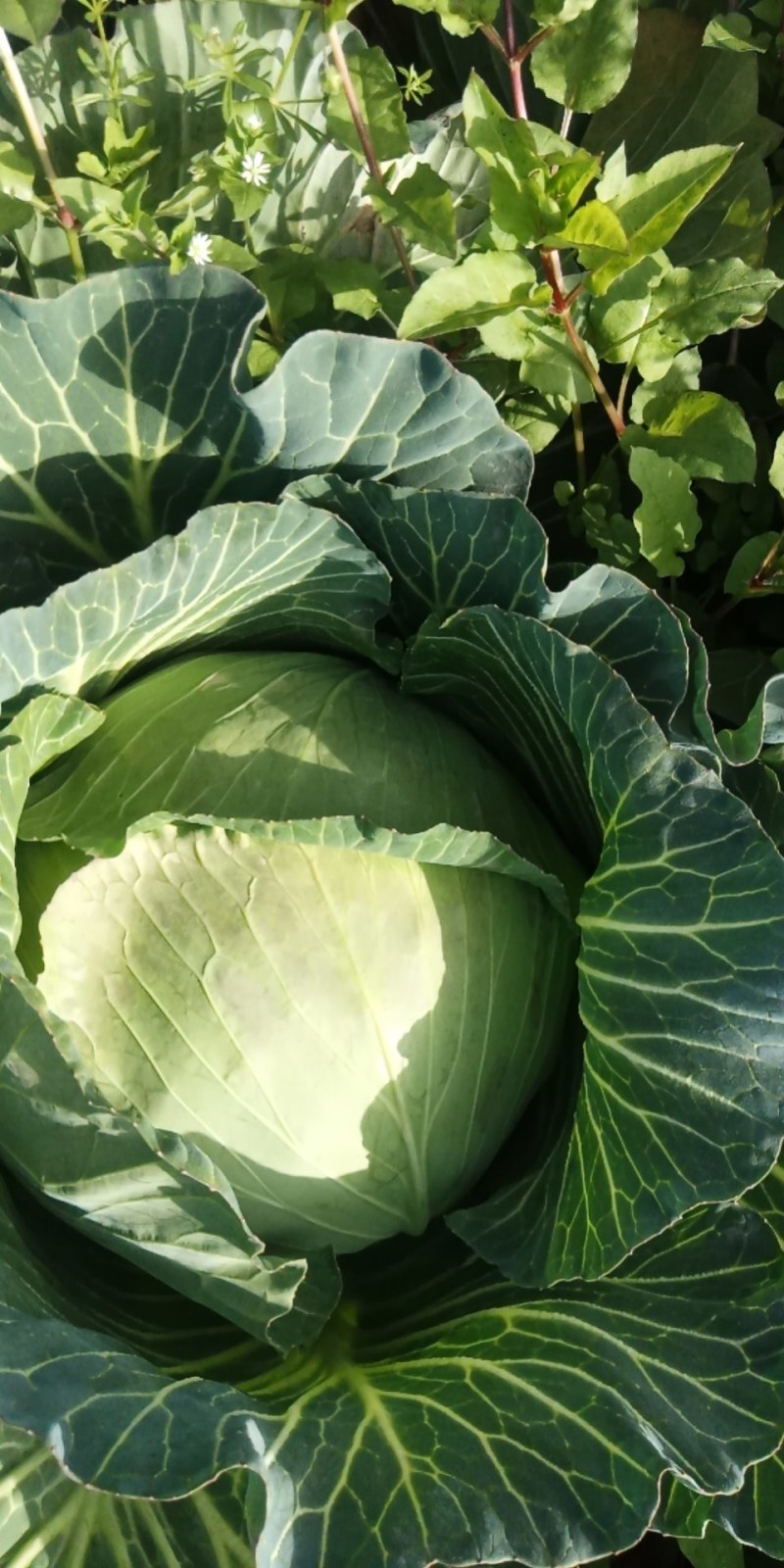 《推荐》甘蓝扁包菜有货价格便宜，产地直发，支持全国发货