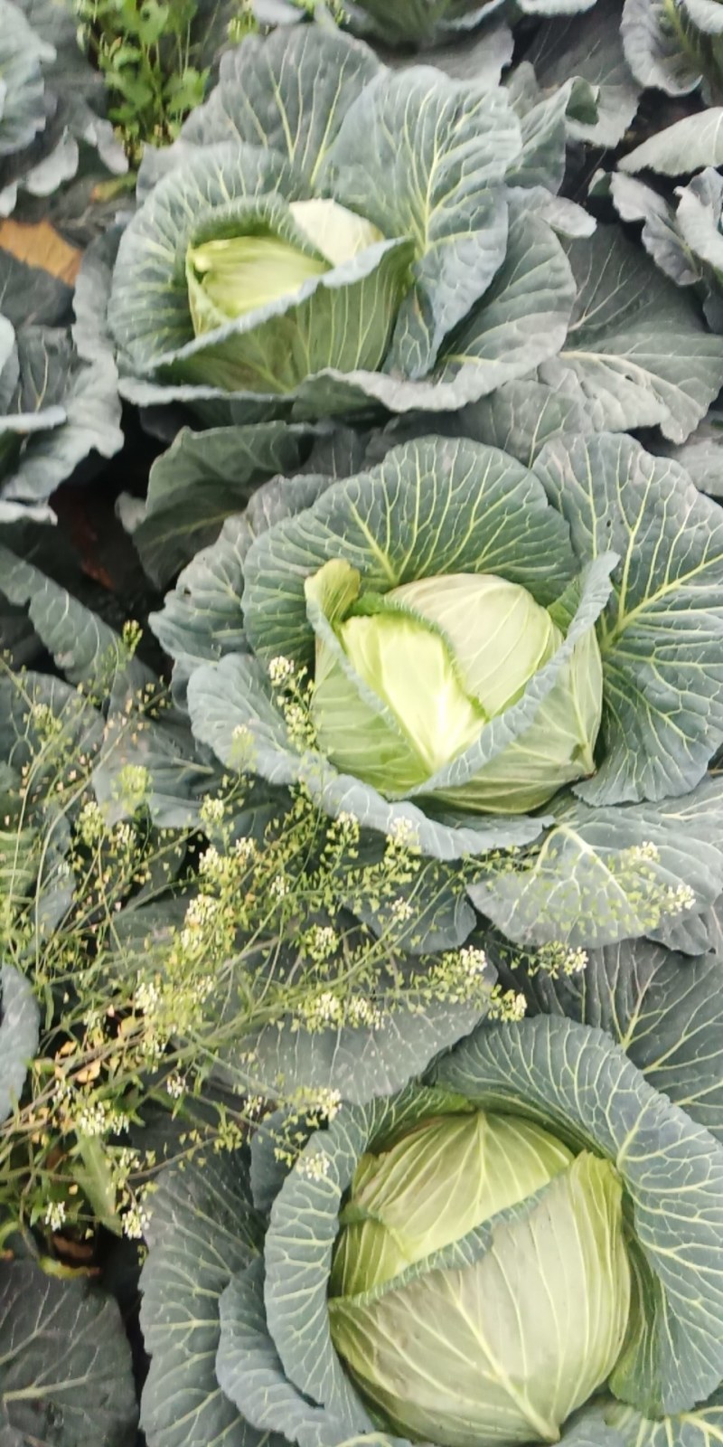 《推荐》甘蓝扁包菜有货价格便宜，产地直发，支持全国发货