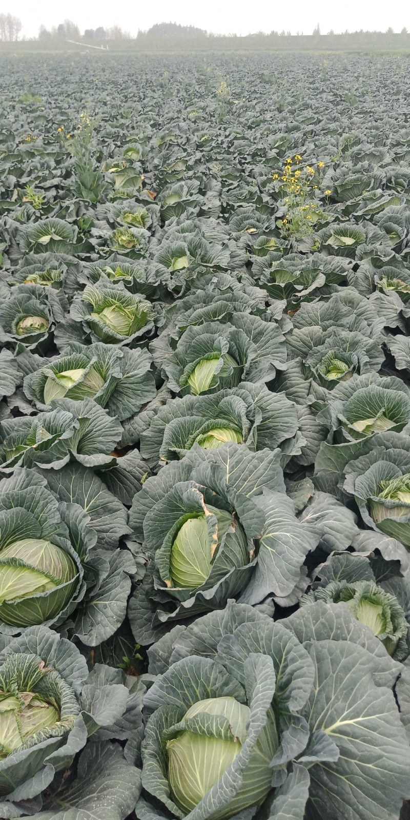 《推荐》甘蓝扁包菜有货价格便宜，产地直发，支持全国发货