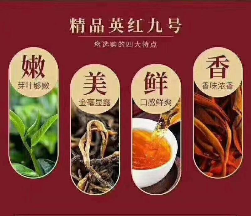 英红九号秋茶