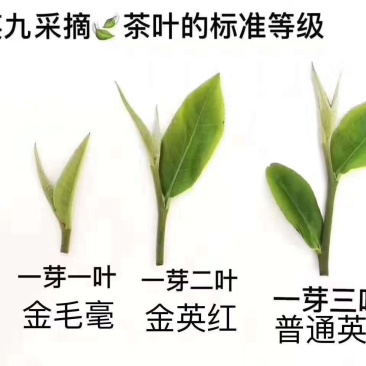 英红九号秋茶