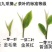 英红九号秋茶
