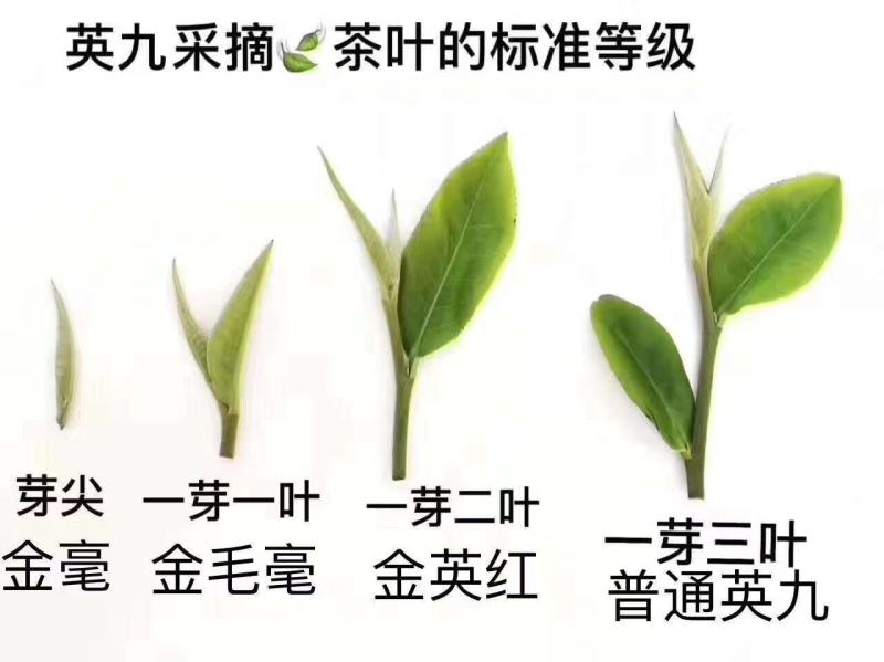 英红九号秋茶