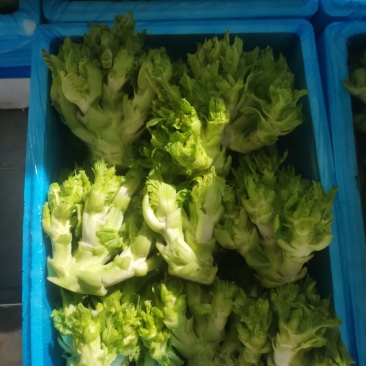 儿菜