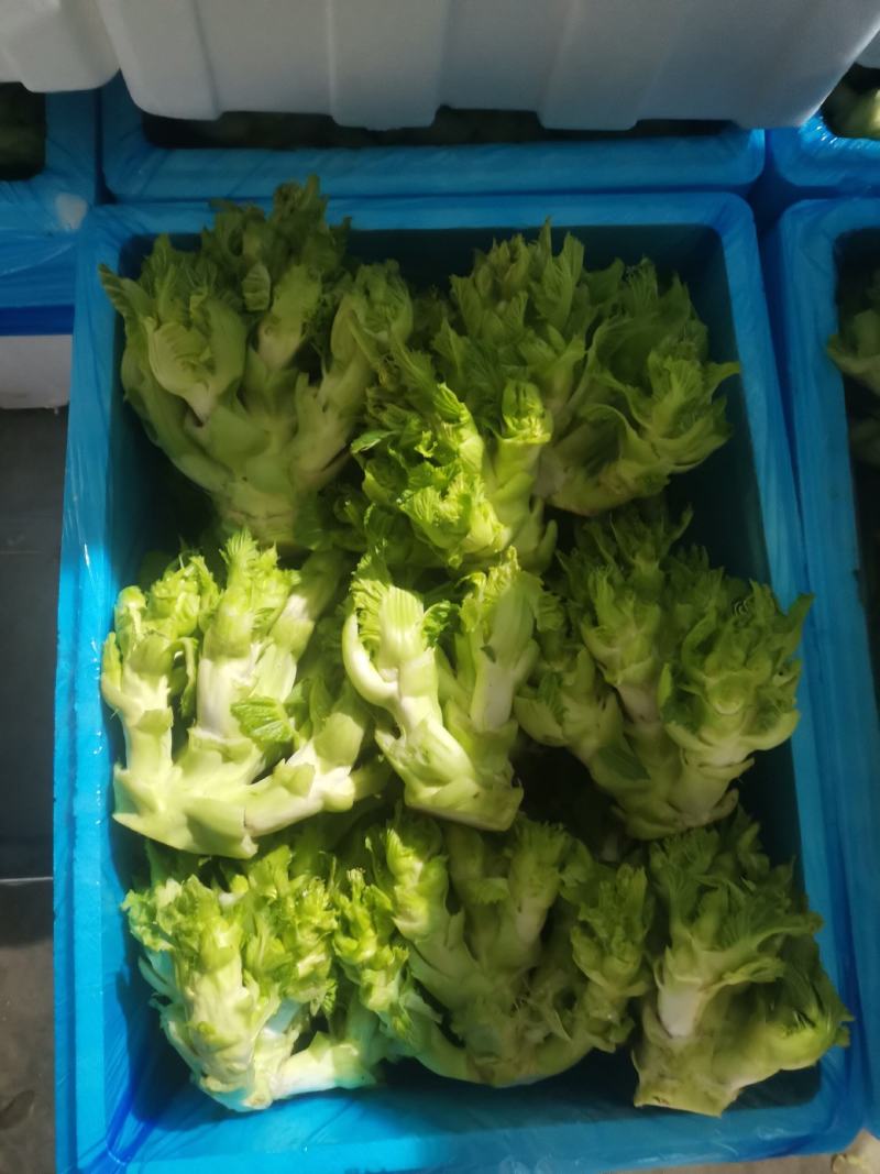 儿菜