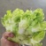 儿菜