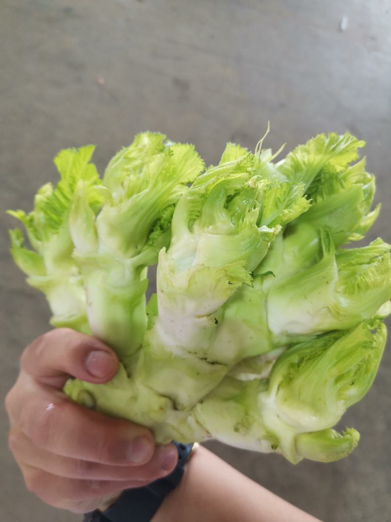 儿菜