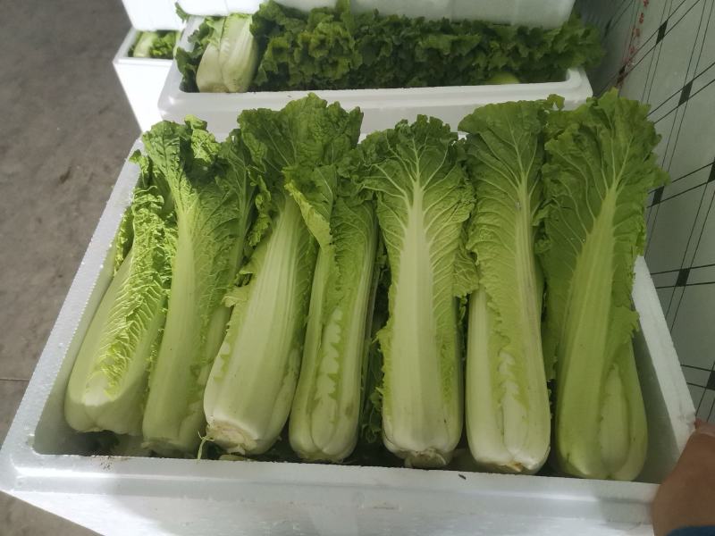 儿菜