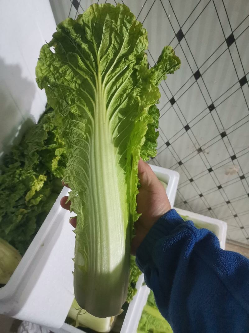 儿菜