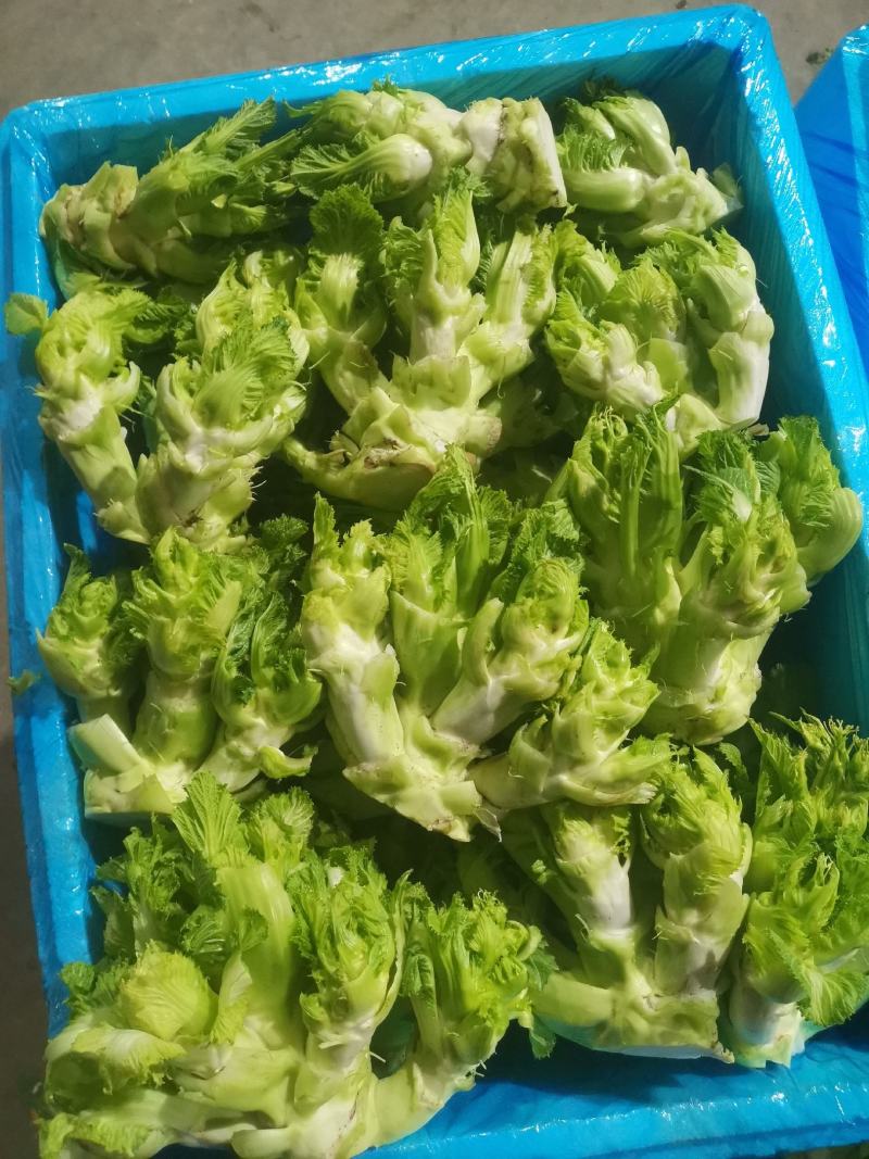 儿菜