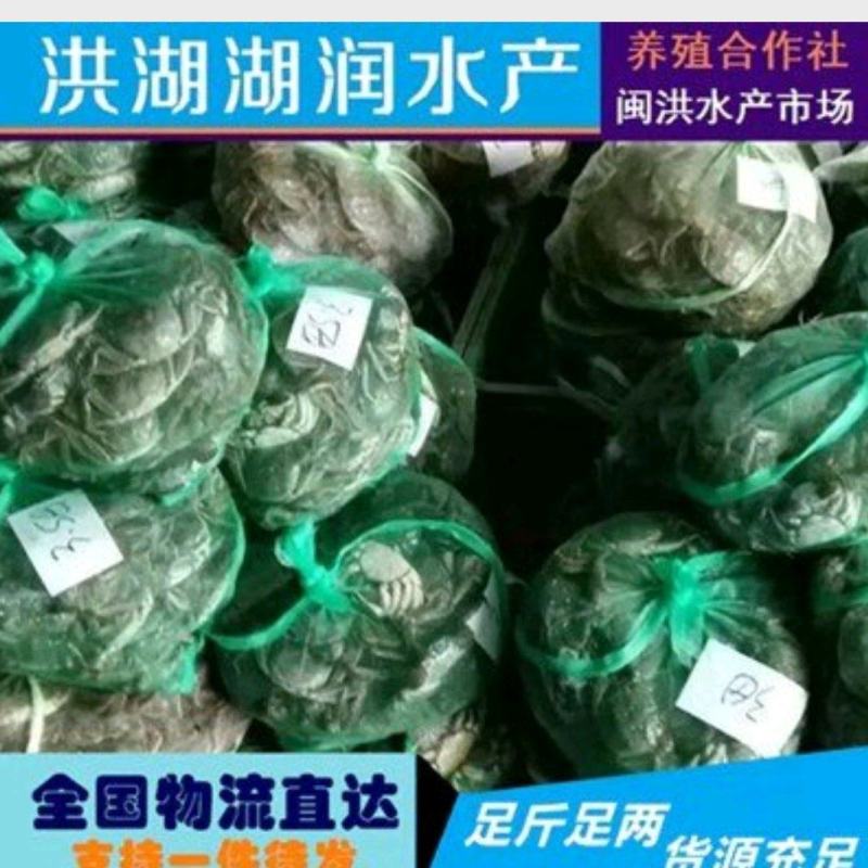 母蟹-洪湖大闸蟹螃蟹精品蟹河蟹毛蟹产地直供全国一手货源
