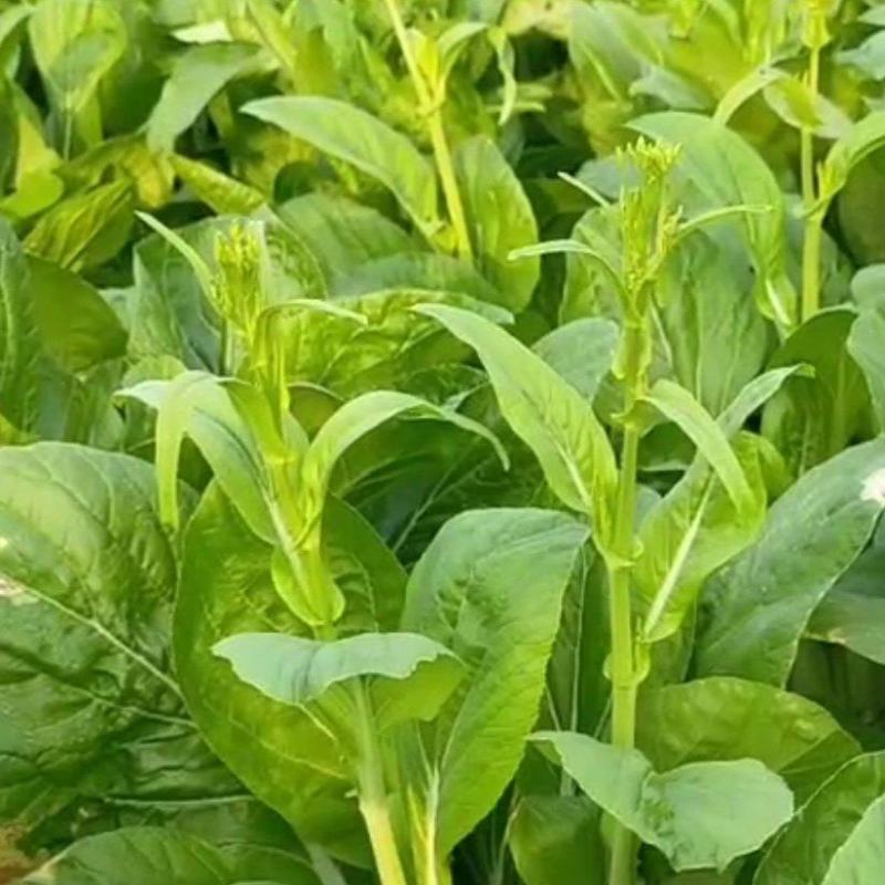 白菜苔菜心产地直供支持全国发货欢迎来电资询洽谈合作共赢