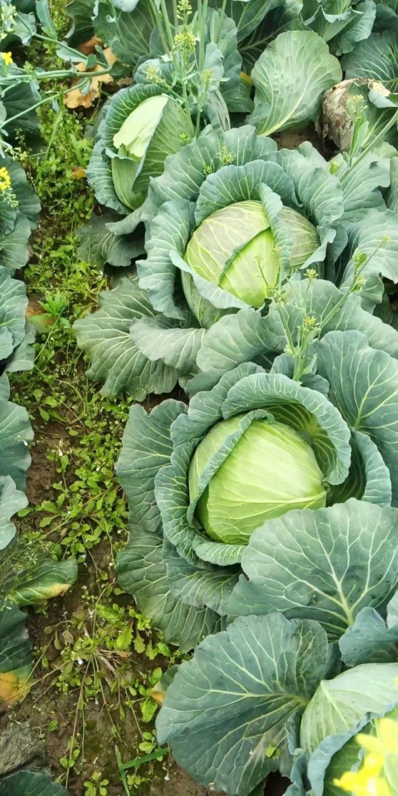 （推荐）扁包菜大量有货品质好支持电商加工厂市场等您来电