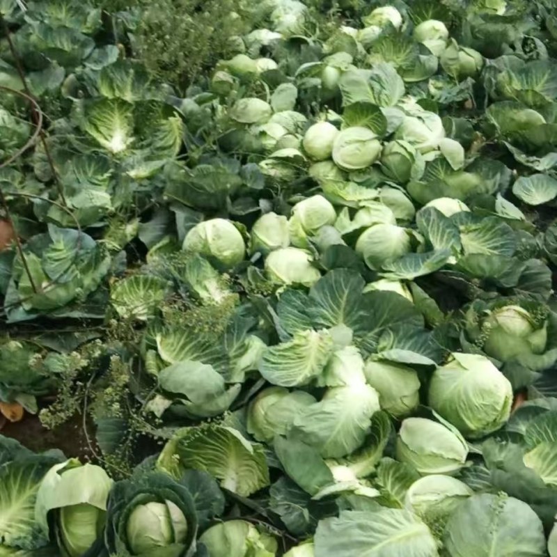 （推荐）扁包菜大量有货品质好支持电商加工厂市场等您来电