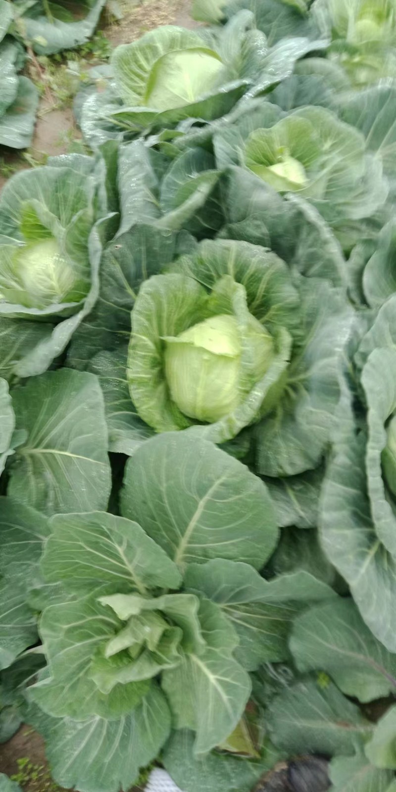 （推荐）扁包菜大量有货品质好支持电商加工厂市场等您来电