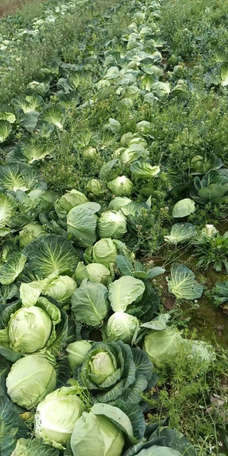 （推荐）扁包菜大量有货品质好支持电商加工厂市场等您来电