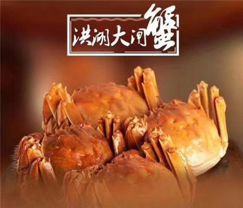 母蟹-洪湖大闸蟹螃蟹精品蟹河蟹毛蟹产地直供全国一手货源