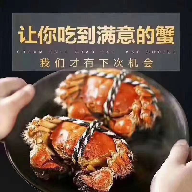 母蟹-洪湖大闸蟹螃蟹精品蟹河蟹毛蟹产地直供全国一手货源