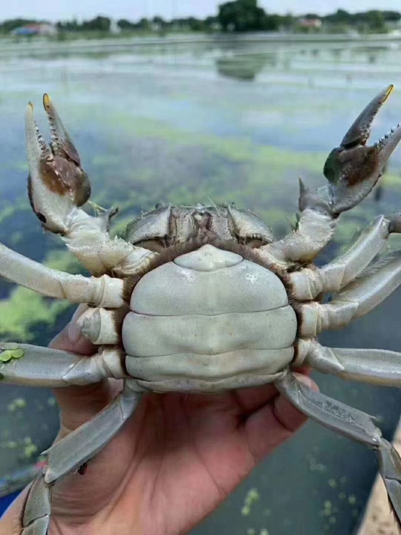 母蟹-洪湖大闸蟹螃蟹精品蟹河蟹毛蟹产地直供全国一手货源