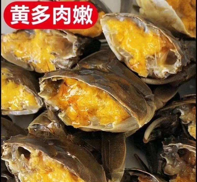 母蟹-洪湖大闸蟹螃蟹精品蟹河蟹毛蟹产地直供全国一手货源