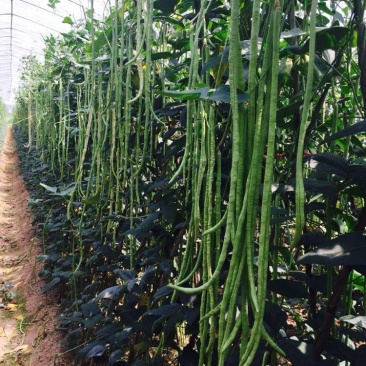 欧兰德荚荚乐2号特长豇豆种子豆荚绿肉厚不鼓籽豇豆大