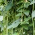 欧兰德荚荚乐2号特长豇豆种子豆荚绿肉厚不鼓籽豇豆大