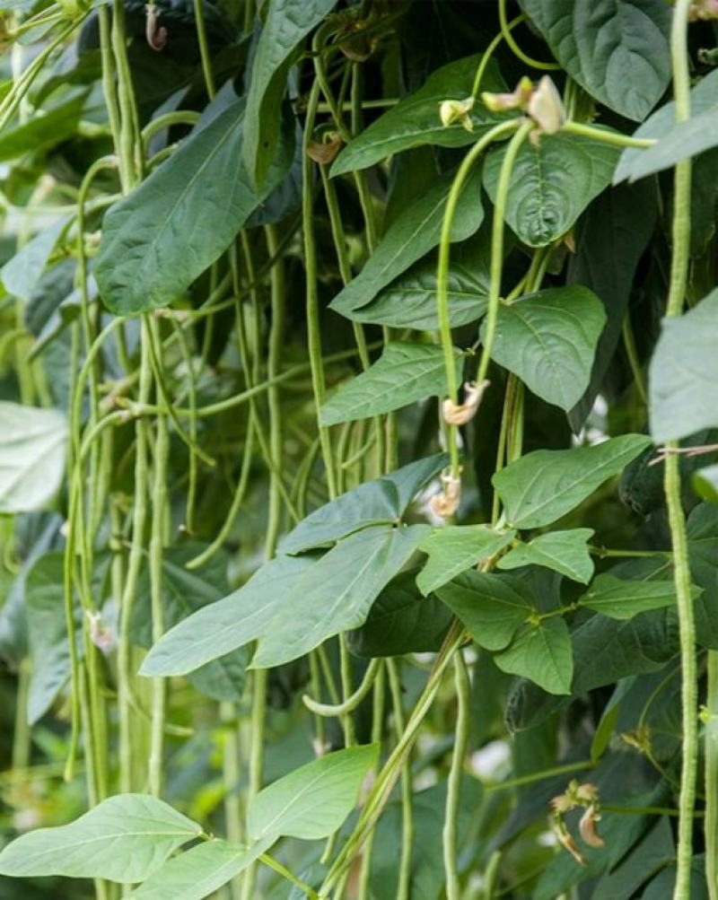 欧兰德荚荚乐2号特长豇豆种子豆荚绿肉厚不鼓籽豇豆大