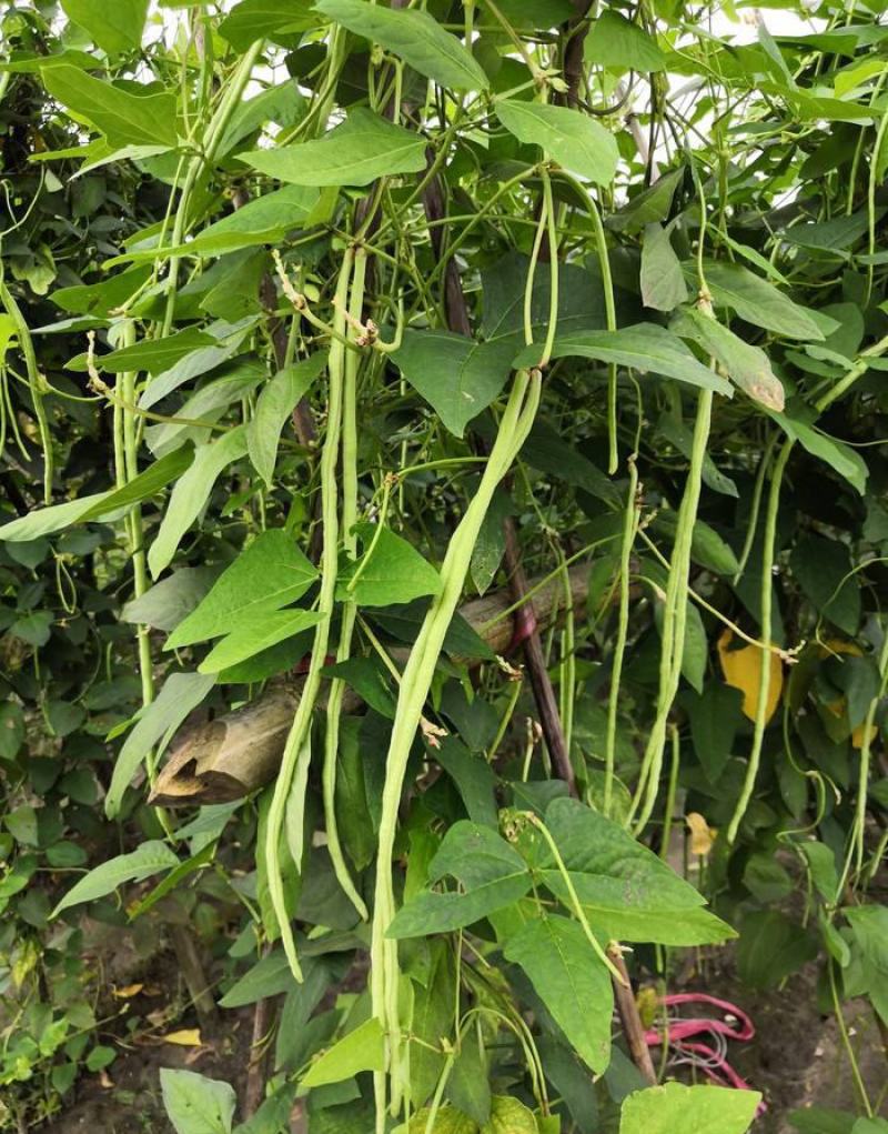 欧兰德荚荚乐2号特长豇豆种子豆荚绿肉厚不鼓籽豇豆大