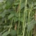 欧兰德荚荚乐2号特长豇豆种子豆荚绿肉厚不鼓籽豇豆大