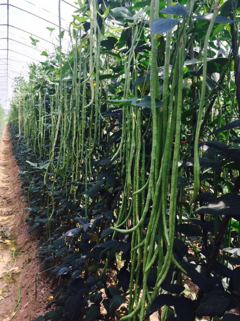 欧兰德荚荚乐2号特长豇豆种子豆荚绿肉厚不鼓籽豇豆大