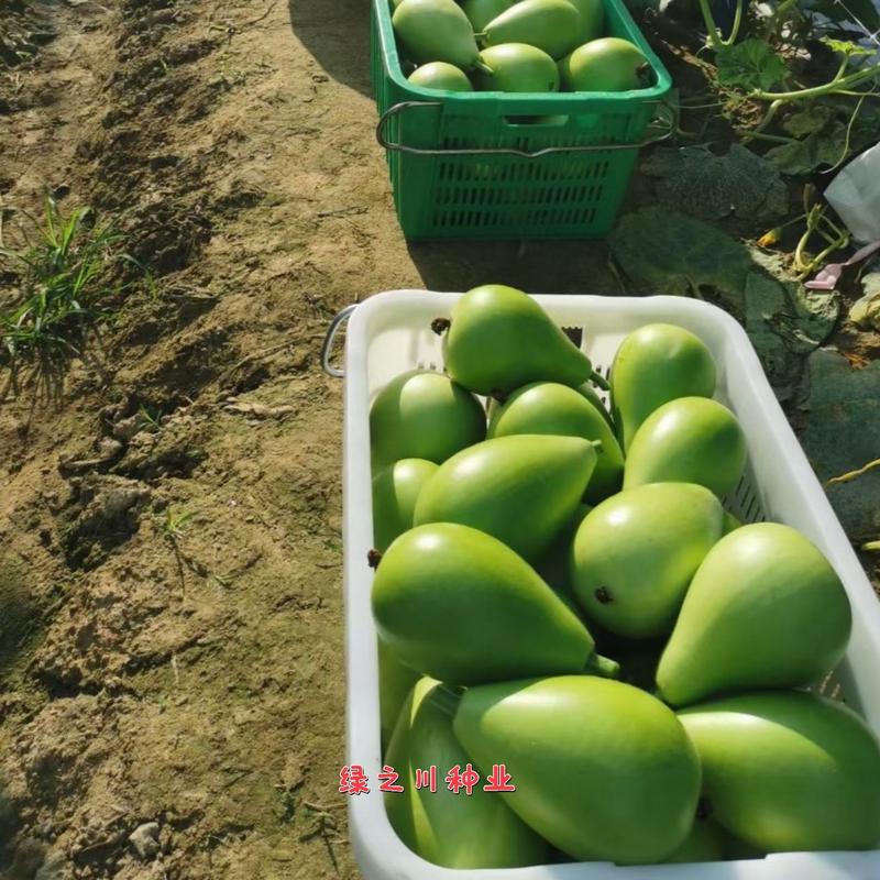 圆瓠子种子基地专用正源圆瓠瓜种子早熟高产较耐热耐寒