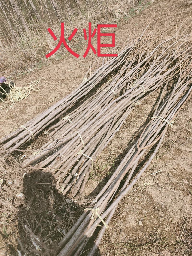 火炬