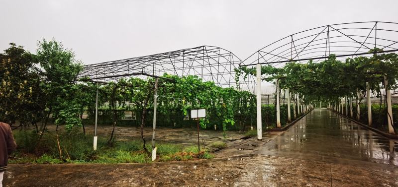 重庆合川区果园转让，丰产期，价格便宜