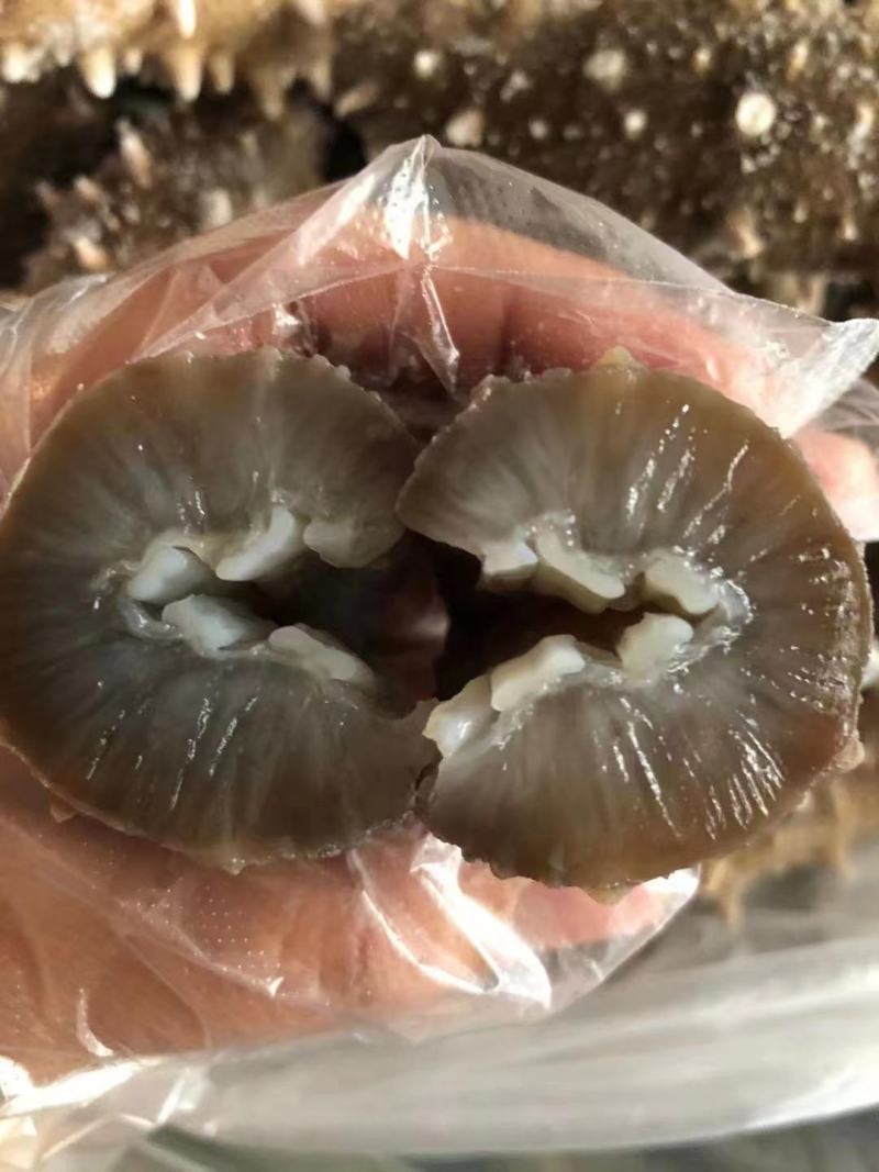 【实力商家】鲜食海参高品质，高营养，低价格，肉质肥厚
