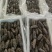 【实力商家】鲜食海参高品质，高营养，低价格，肉质肥厚