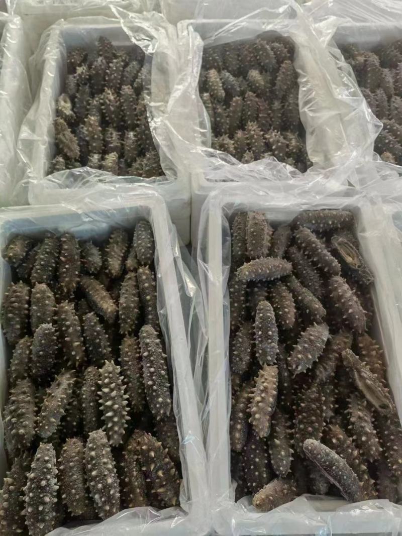 【实力商家】鲜食海参高品质，高营养，低价格，肉质肥厚