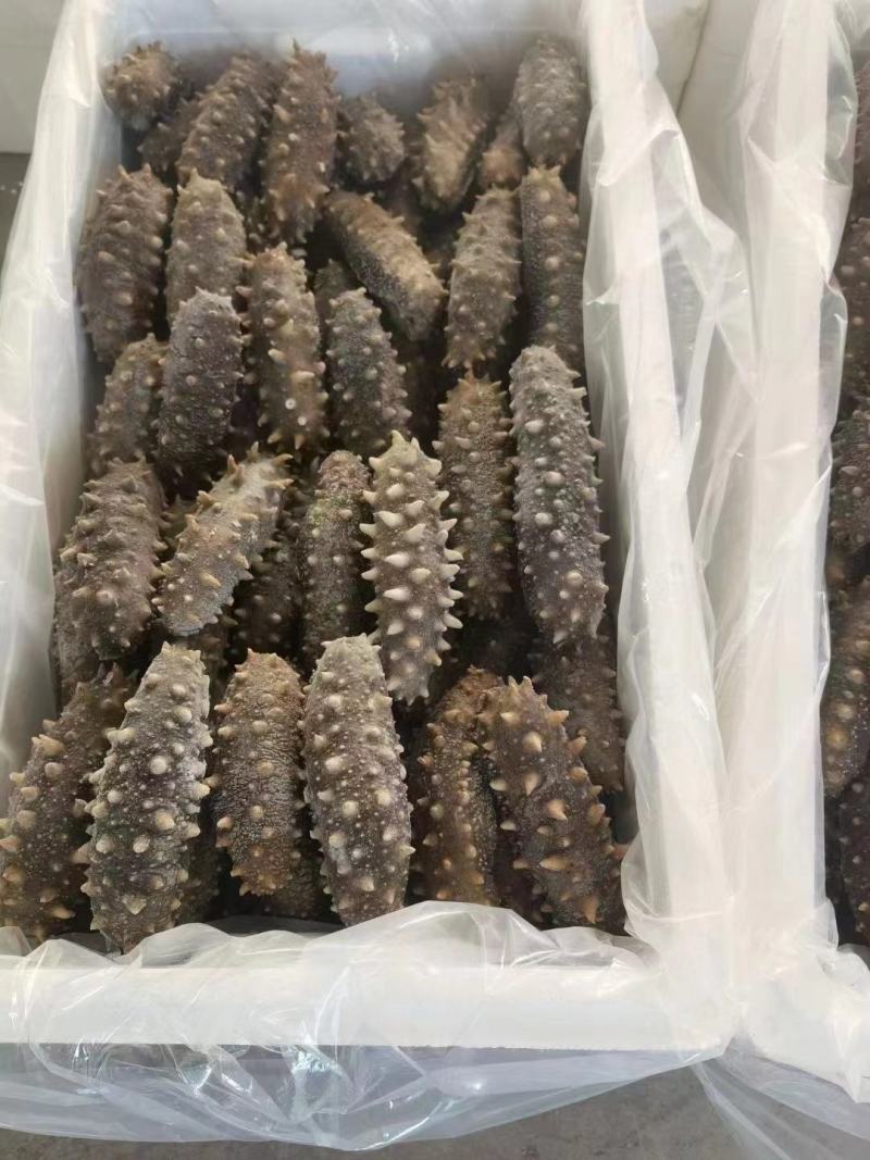 【实力商家】鲜食海参高品质，高营养，低价格，肉质肥厚