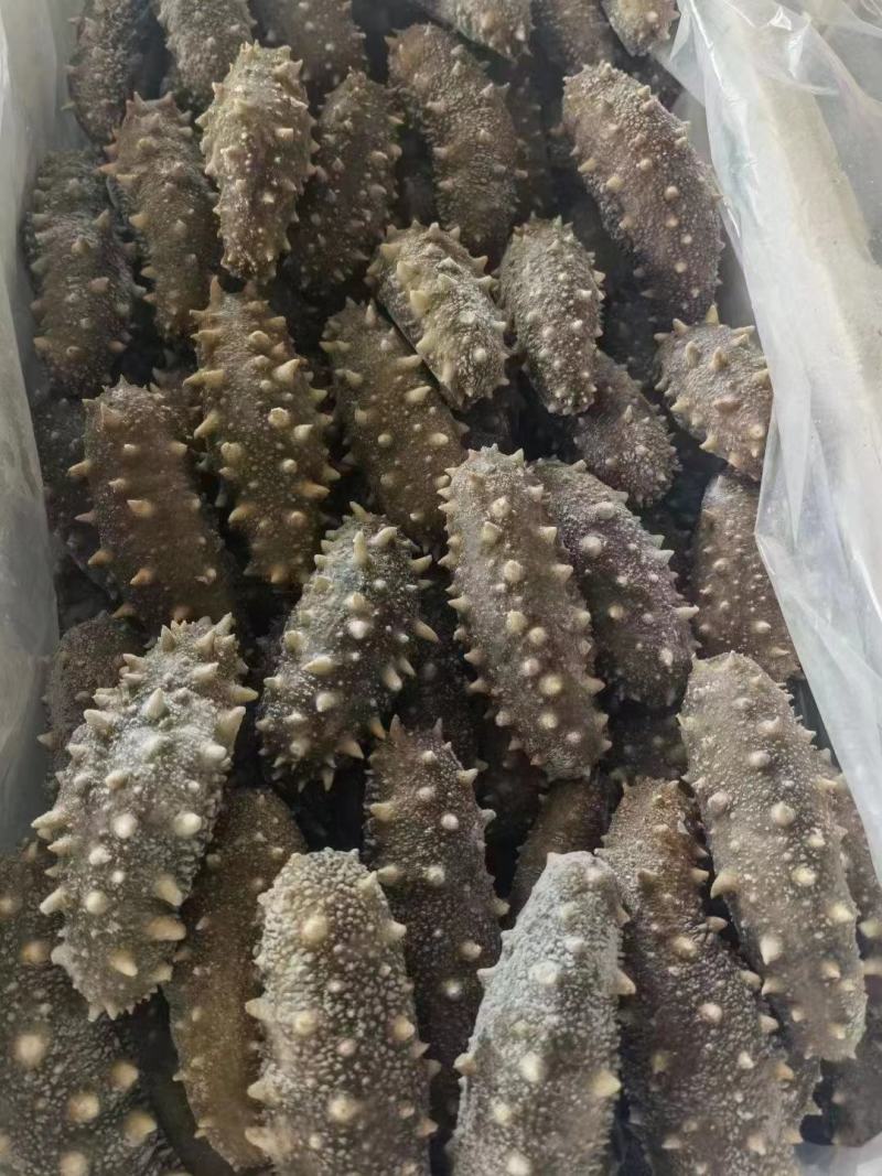 【实力商家】鲜食海参高品质，高营养，低价格，肉质肥厚