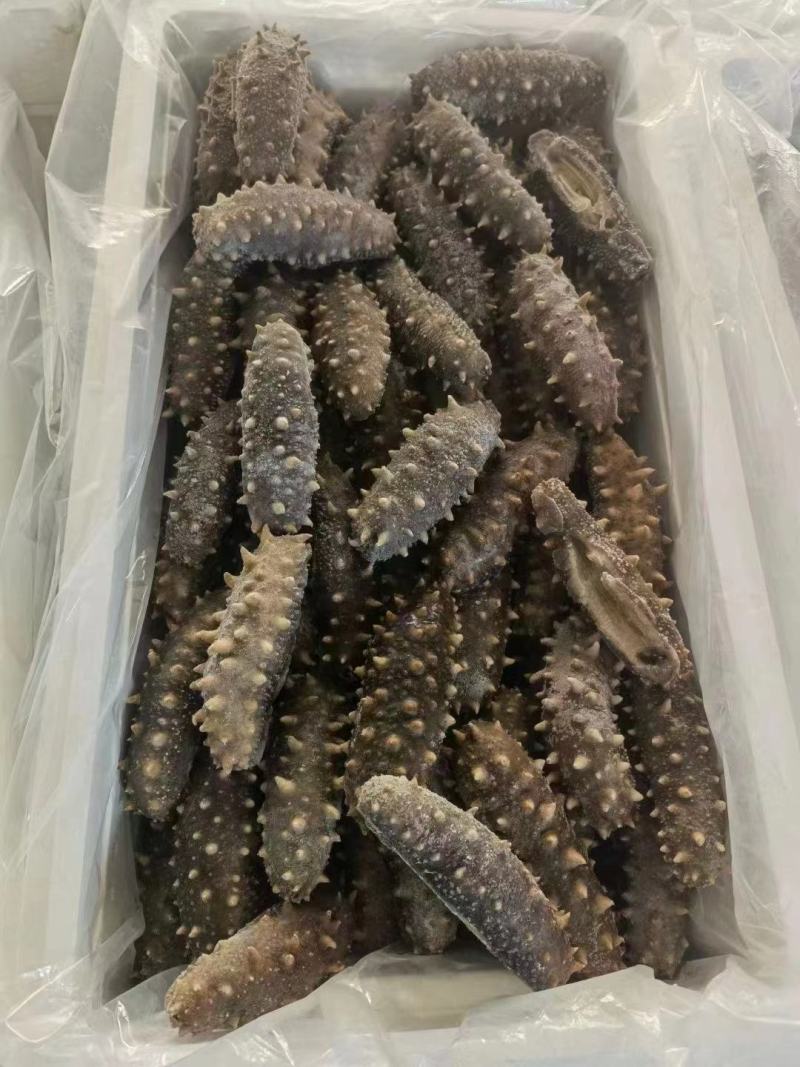 【实力商家】鲜食海参高品质，高营养，低价格，肉质肥厚